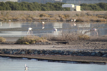 The exquisite flora and fauna in the UAE.