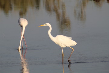 white stork and flamingo