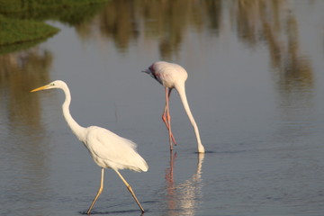 The exquisite flora and fauna in the UAE.