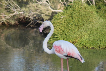 The exquisite flora and fauna in the UAE.