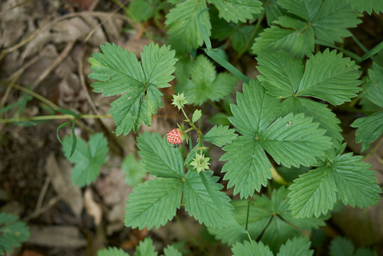 Fragaria Vesca