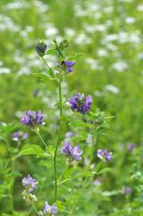 The field is blooming alfalfa
