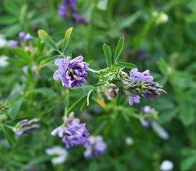 The field is blooming alfalfa