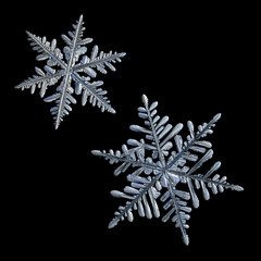 Two snowflakes isolated on black background. Macro photo of real snow crystals: elegant stellar dendrites with glossy relief surface, hexagonal symmetry and thin, flat arms with side branches.