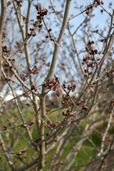 Hamamelis virginiana