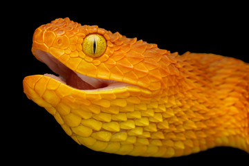 Colorful Bush Viper Snake (Atheris squamigera) swallowing prey