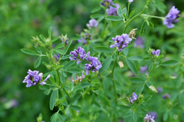 The field is blooming alfalfa