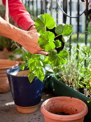 Gardening activity on the sunny balcony  -  repotting the plants Geranium, Pelargonium, pepper plants, squash seedlings and young cucumber plants.