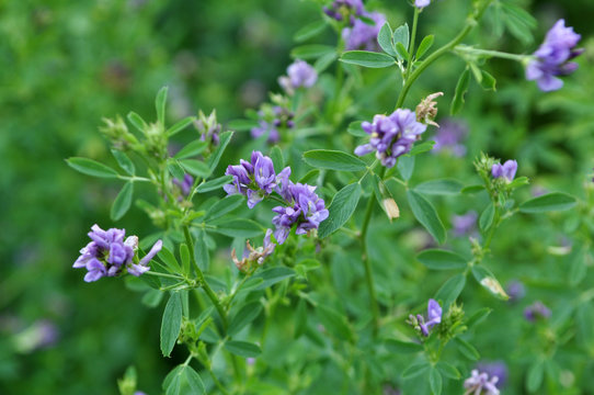 The field is blooming alfalfa