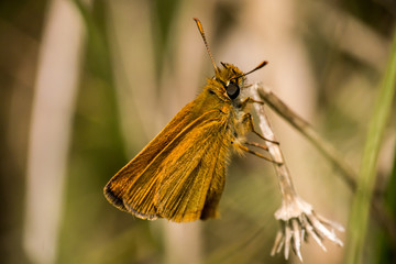 Rostfarbiger Dickkopffalter am Cabo Mayor - Santander