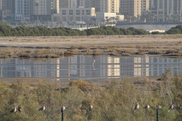 The exquisite flora and fauna in the UAE.