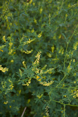 Melilotus officinalis