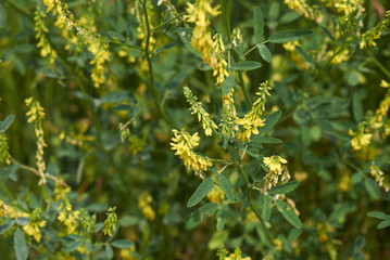 Melilotus officinalis