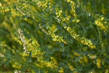 Melilotus officinalis