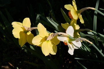 Narcissus