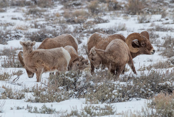 Naklejka premium Bighorn Sheep in Wyoming in Winter