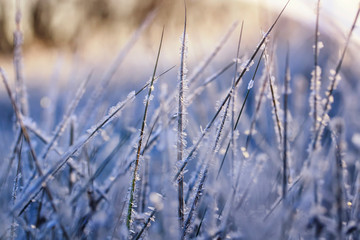 beautiful natural background with dry grass covered with shiny frosty ice and frost crystals in the Sunny cold fresh morning