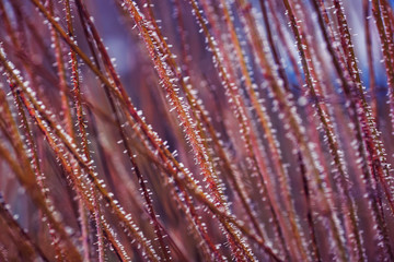 beautiful natural background with prickly branches bushes with thorns covered with shiny ice crystals on a Sunny fresh morning