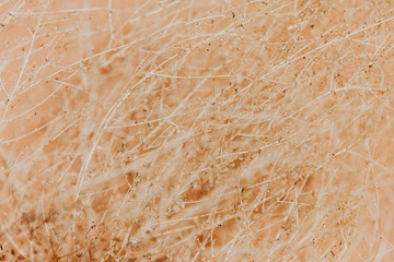 Tas de Brindilles dorés