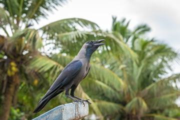 Side view portrait of an adult House crow (Corvus splendens), photographed on the south coast of Sri Lanka