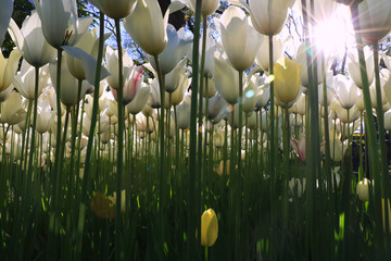 White tulips garden in Emirgan Wood, Istanbul