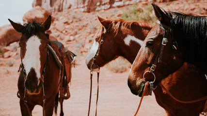 Les chevaux de Monument Valley