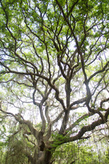 tree