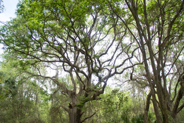 Fototapeta premium tree in the park