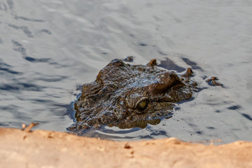 Kopf und Augen eines Krokodils über Wasser