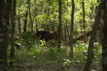 wild horse in forest