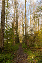 walking footpath in the fall in the woods