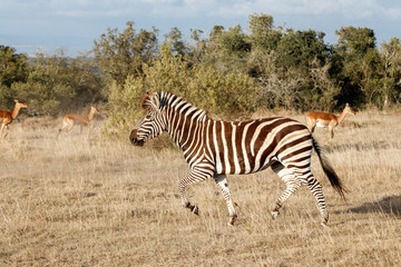 Fototapeta na wymiar Ein laufendes Zebra