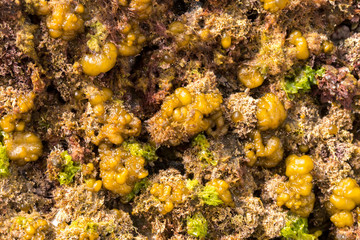 Meerespflanzen am Playa de Cue - Detail