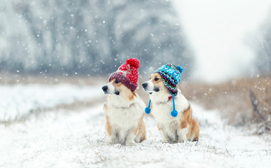two cute red Corgi dogs sitting next to each other in the Park for a walk on a winter day in funny warm knitted hats during heavy snowfall