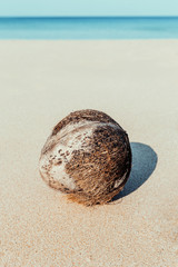 An old lonely fallen coconut lies on a sandy beach against the background of the ocean. Tropical landscape, selective focus