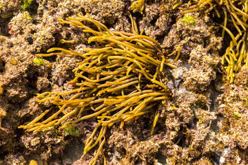 Meerespflanzen am Playa de Cue - Detail