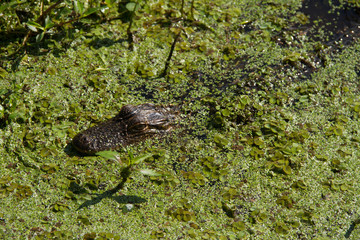alligator in everglades