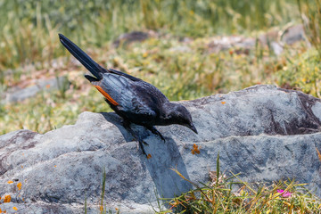 Rotwingenstar auf einem Findling