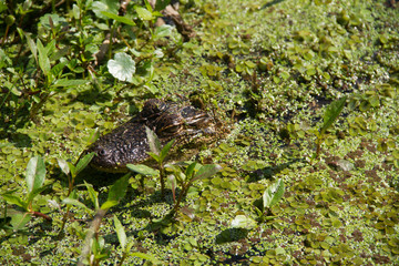 alligator in the swamp