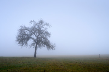 Baum im Schwarzwälder Nebel