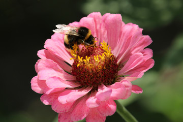 A bee sitting on a flower zinnia. Macro photo of nature plant flower zinnia on blurred background.  