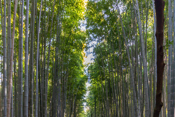 Vegetal background of the famous bamboo forest located in Arashiyama near Kyoto, Japan.