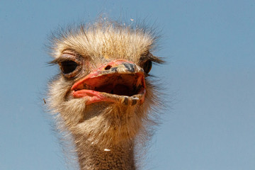 Straußenvogel in Nahaufnahme, Portrait