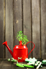 Still life concept of garden tools, red metal watering can with succulent, pruner and gloves