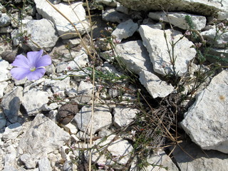 flowers on rock
