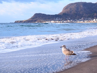 朝の光に照らされた海でたたずむカモメ