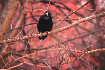 Mystical photo of a wild rook bird on a red background sitting on branches in the forest