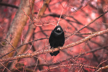 Mystical photo of a wild rook bird on a red background sitting on branches in the forest