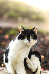 A stray cat with a wounded tail sits on the pavement and itches, the problem of street animals