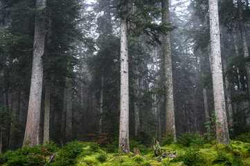 Wald im Schwarzwald